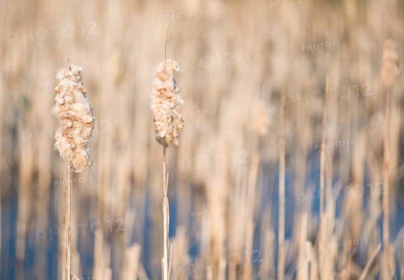 Bulrush (Typha latifolia), two hairy, last year's fruit stalks, fruit stalks in the foreground with structure like sheep's wool, blurred natural background with other plants in blue shimmering water, sunny day in spring, Lueneburg Heath, Lower Saxony, Germany, Europe