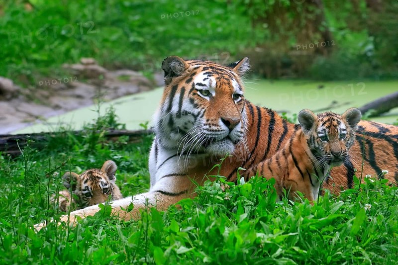 Siberian tiger (Panthera tigris altaica), adult, female, two young animals, mother with two cubs, captive