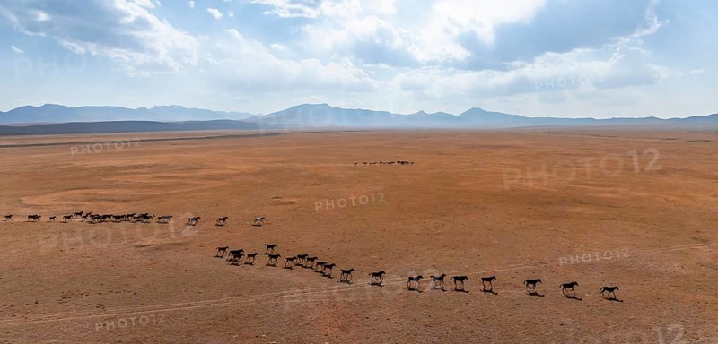 Herd of horses, Aerial view, Vast empty landscape at the mountain lake Song Kul in autumn, Moldo Too Mountains, Naryn region, Kyrgyzstan, Asia