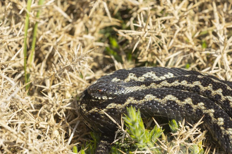 European adder (Vipera berus) adult snake basking on a gorse bush, England, United Kingdom, Europe