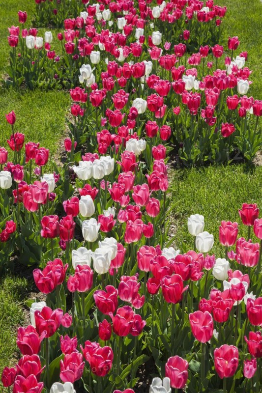 Pink and white Tulipa, Tulip bed on green grass lawn in spring, Montreal, Quebec, Canada, North America