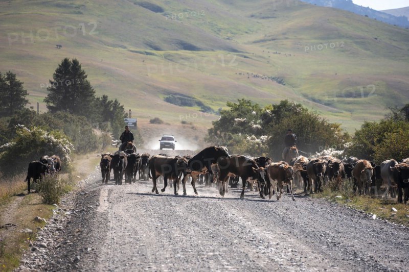 Riders driving a herd of cows on the road, Kyrgyzstan, Asia