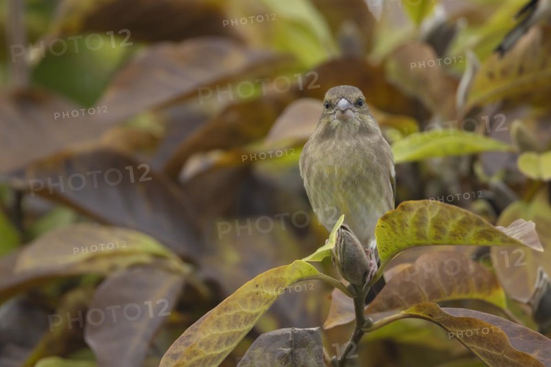 European greenfinch (Chloris chloris) adult bird amongst autumn leaves of a garden Magnolia tree, England, United Kingdom, Europe