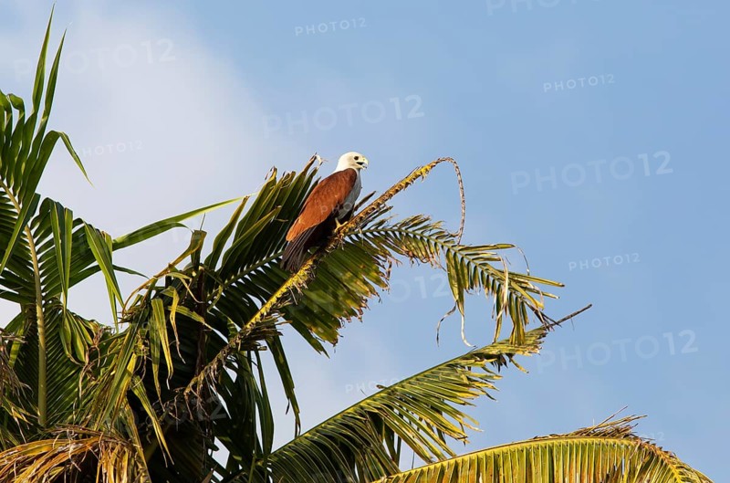 Brahminy kite (Haliastur indus) or Brahminy kite on a Palm tree, Backwaters, Kumarakom, Kerala, India, Asia