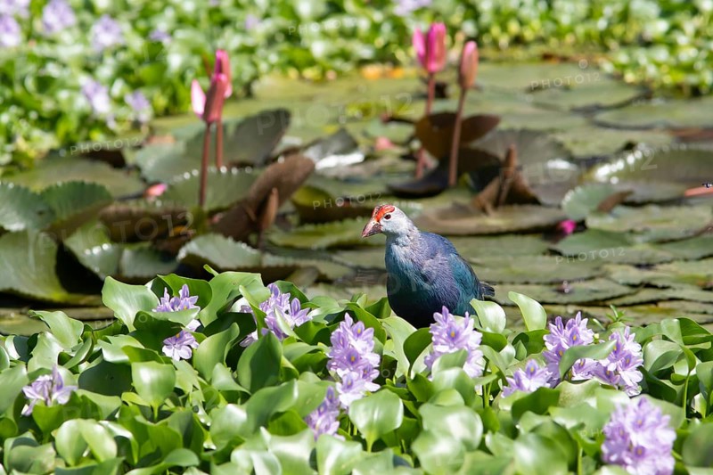 Grey-headed swamphen (Porphyrio porphyrio) on water hyacinths, blue lotuses blooming behind, Backwaters, Kumarakom, Kerala, India, Asia