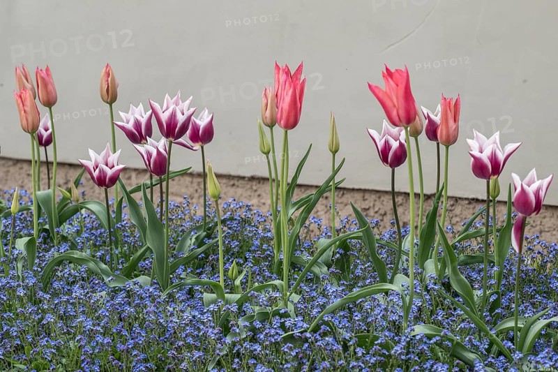 Tulips (Tulipa) and Vergeissmeinnicht (Myosotis sylvestris, Weimar, Thuringia, Germany, Europe