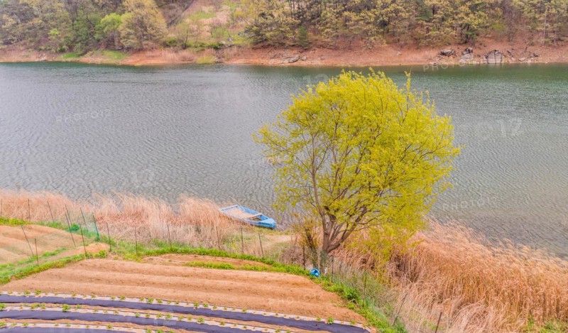 Landscape of a small blue boat docked on a riverbank of tall reeds with a small field of crops in foreground and far shoreline and trees in background in South Korea
