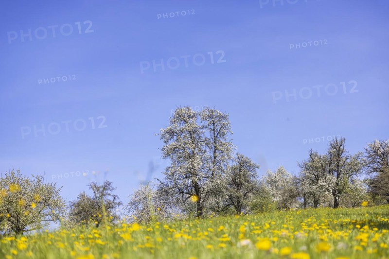 Flowering fruit trees in the orchards of the Swabian Alb, flowering apple tree, Weilheim an der Teck, Baden-Wuerttemberg, Germany, Europe