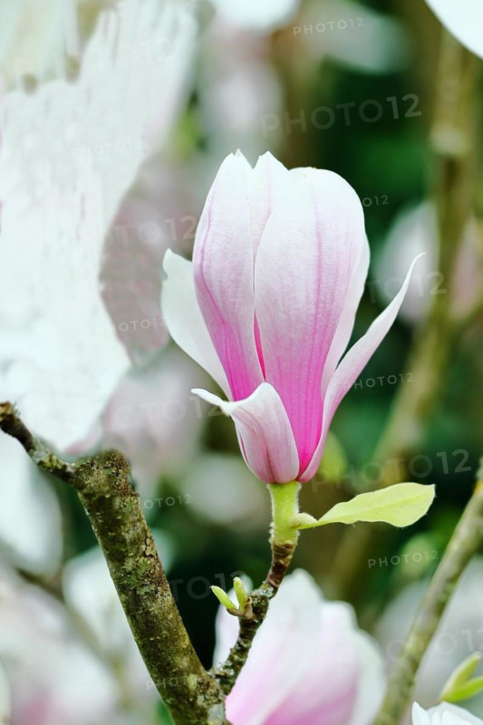 Chinese magnolia (Magnolia x soulangeana), flowers, North Rhine-Westphalia, Germany, Europe