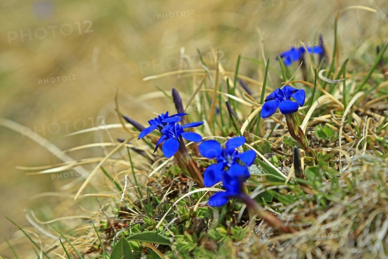 Gentian (Gentiana), Grossglockner High Road
