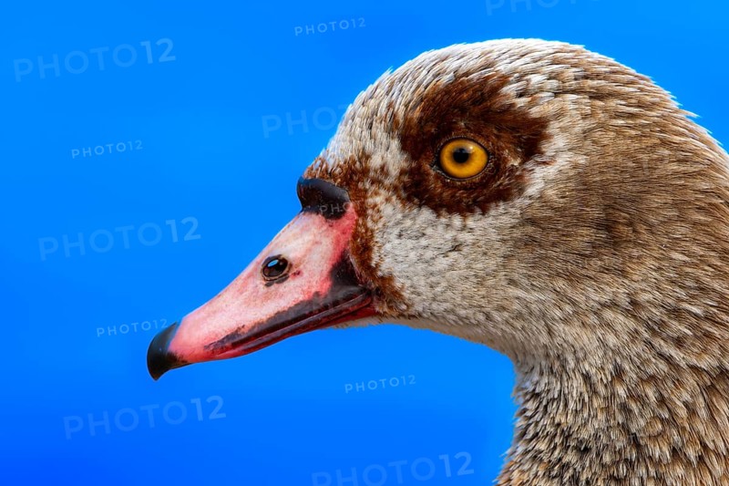 Egyptian geese (Alopochen aegyptiaca), head, portrait, on the banks of the Main, Offenbach am Main, Hesse, Germany, Europe
