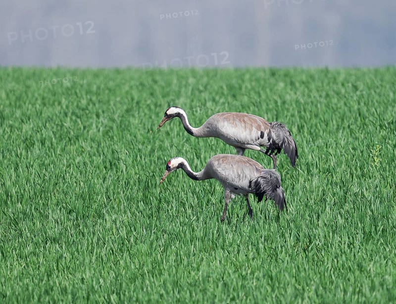 Crane (Grus grus), two adult birds foraging in a cereal field, Lower Saxony, Germany, Europe