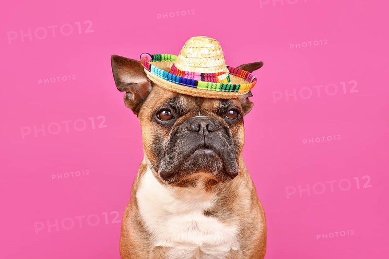 Fawn French Bulldog dog wearing sombrero summer straw hat on pink background