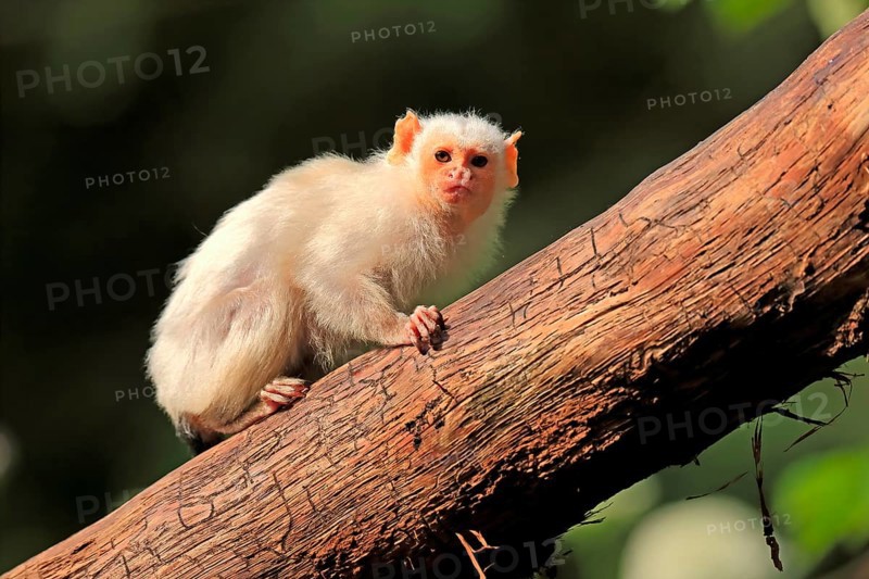 Silvery Marmoset, (Mico argentatus, Syn.: Callithrix argentata), Silvery Marmoset, adult, tree, vigilant, captive, South America