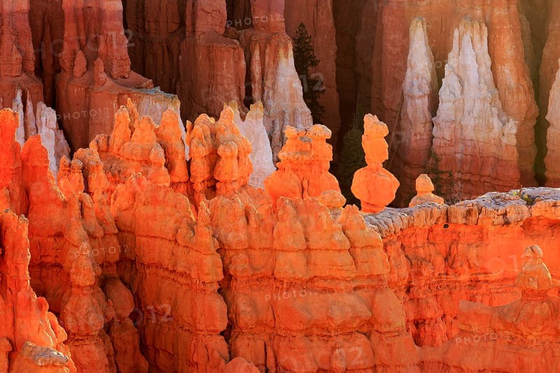 The light of the setting sun emphasises the textures of the eroded hoodoo rocks, Bryce Canyon National Park, North America, USA, South-West, Utah, North America