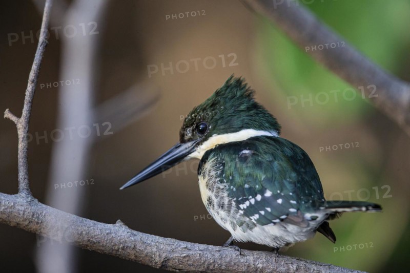 Green Kingfisher (Chloroceryle americana) Pantanal Brazil