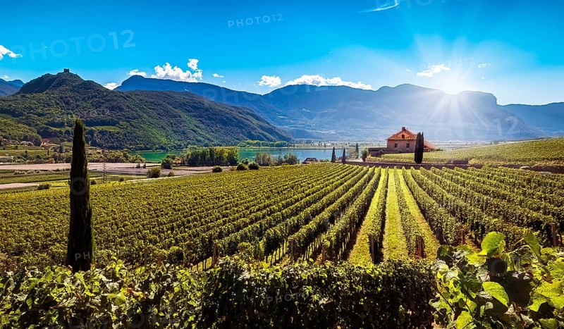 Lake Kaltern (Lago di Caldaro) amidst sunny vineyards with green vines against a picturesque mountain backdrop and blue skies in Kaltern am See South Tyrol Europe