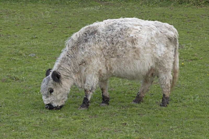Galloway cattle, Geltinger Birch, Goldhoeft, Nieby, Schlei, Schleswig-Holstein, Germany, Europe