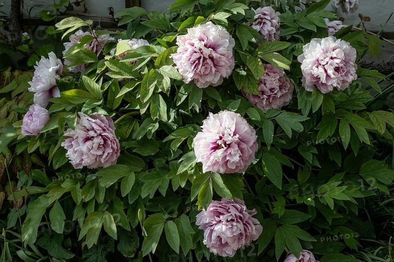 Tree peony (Paeonia suffruticosa), Weimar, Thuringia, Germany, Europe