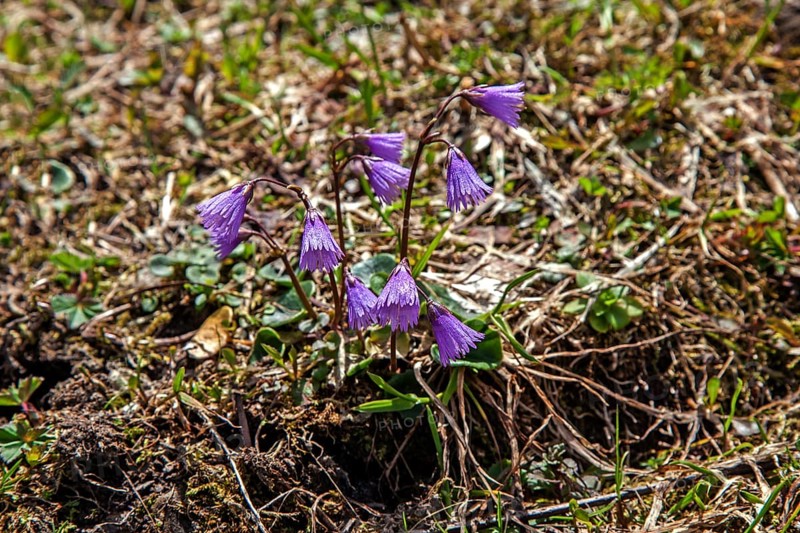 Common Snowbell (Soldanella alpina), Dietersbachtal, near Oberstdorf, Allgaeu Alps, Oberallgaeu, Allgaeu, Bavaria, Germany, Europe