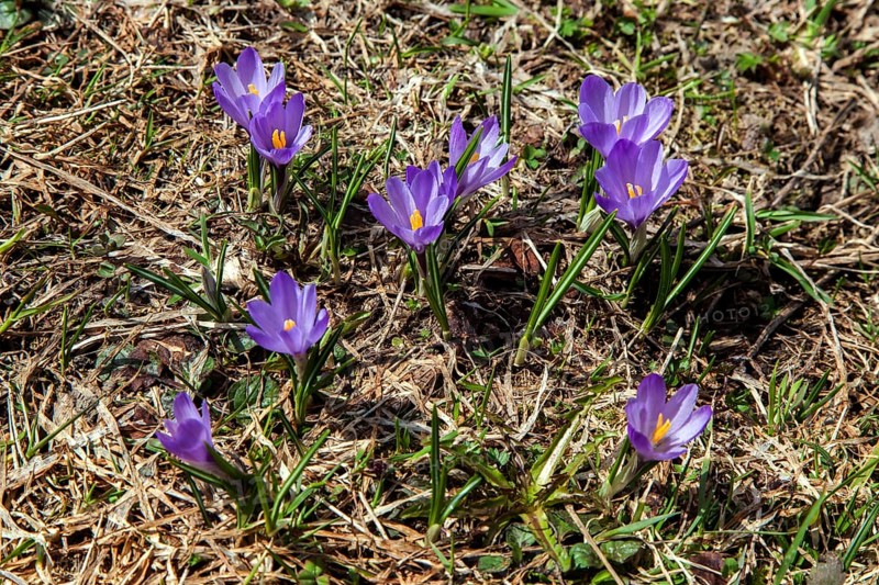 Spring Crocus (Crocus vernus), Dietersbachtal, near Oberstdorf, Allgaeu Alps, Oberallgaeu, Allgaeu, Bavaria, Germany, Europe