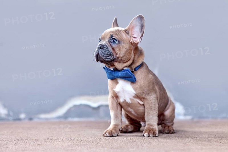 Cute blue red fawn French Bulldog dog puppy with blue bow tie in front of gray wall