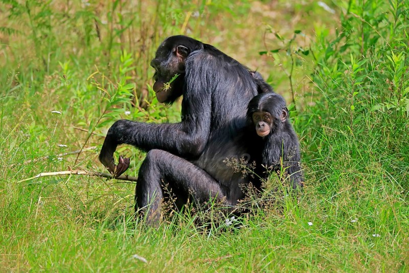 Bonobo, bonobo (Pan Paniscus), female, adult, young animal, feeding, Great ape, Primate, chimpanzee, captive