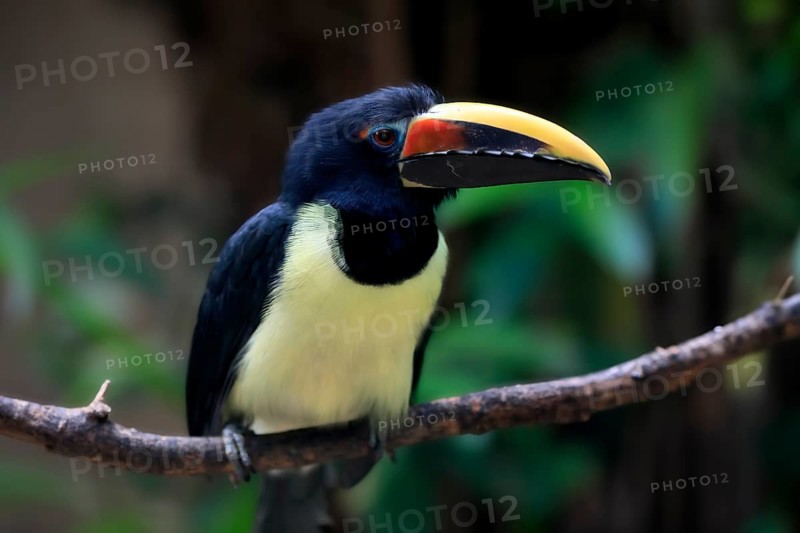 Green aracari (Pteroglossus viridis), adult, on tree, captive, South America
