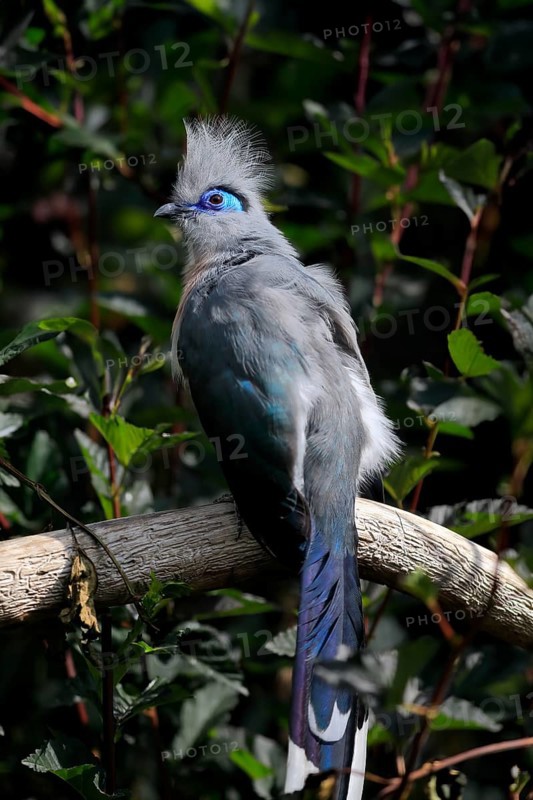 Crested coua (Coua cristata), Crested coua, adult, perch, captive, Madagascar, Africa