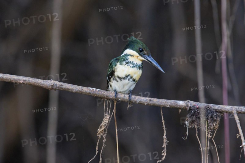 Green Kingfisher (Chloroceryle americana) Pantanal Brazil
