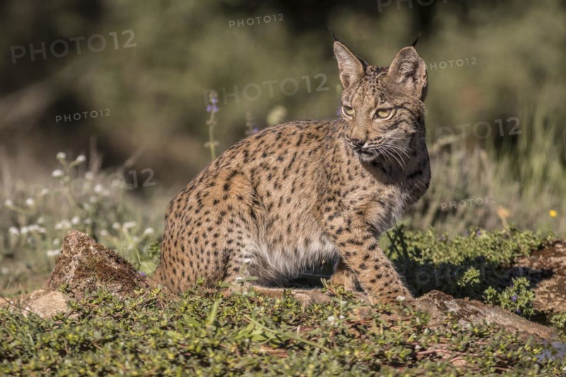 Pardell Lynx female, Iberian Lynx (Lynx pardinus), Extremadura, Castilla La Mancha, Spain, Europe