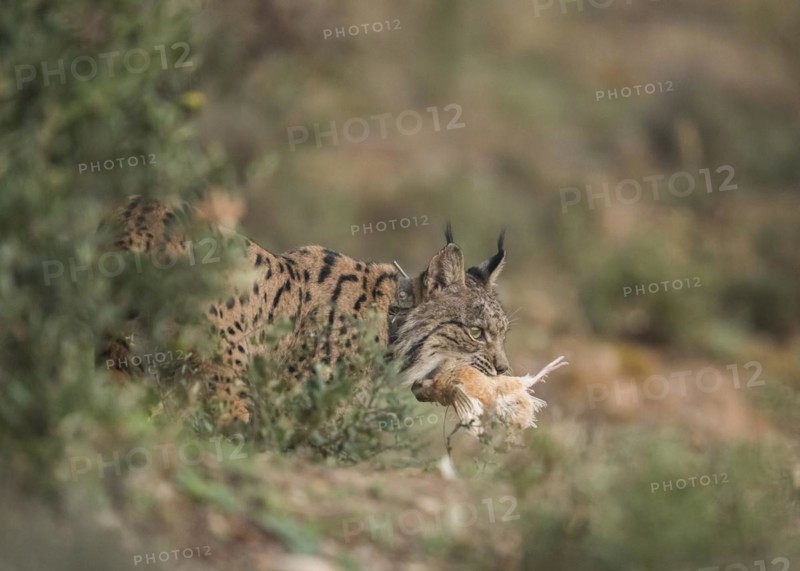 Pardell Lynx female, Iberian Lynx (Lynx pardinus), Extremadura, Castilla La Mancha, Spain, Europe