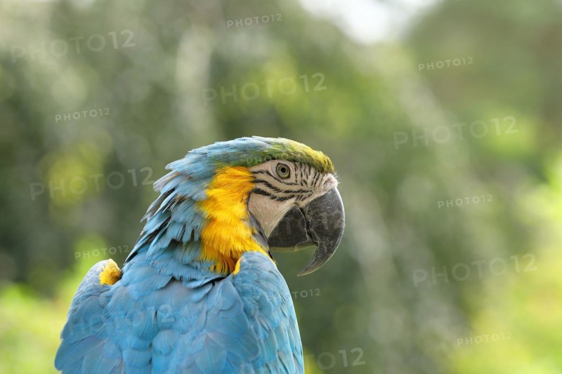 Blue and yellow macaw (Ara ararauna), animal portrait, captive, occurrence South America, Hesse, Germany, Europe