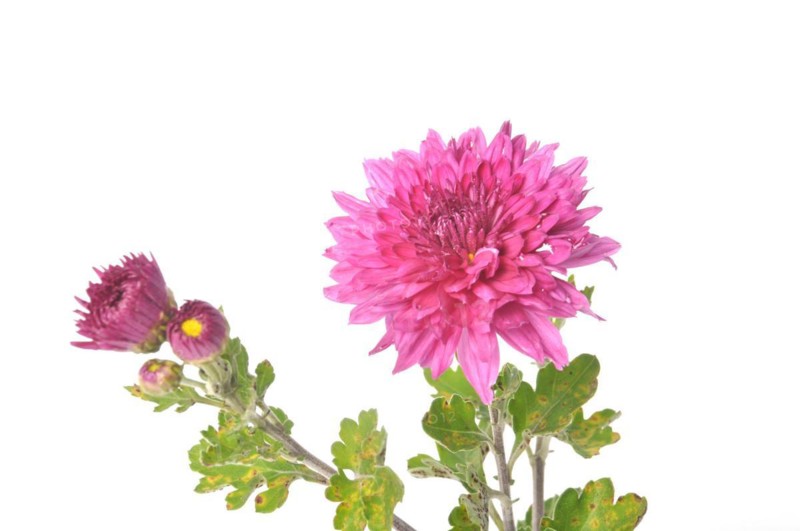 Pink chrysanthemum on a white background