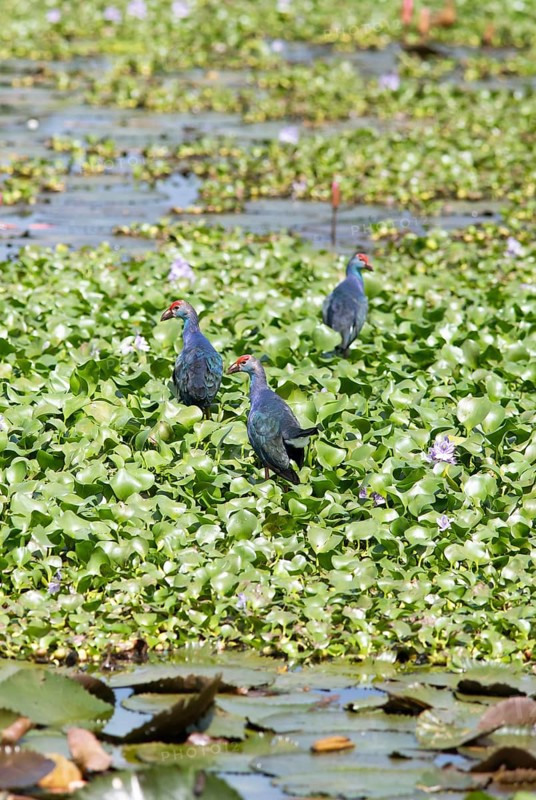 Grey-headed swamphens (Porphyrio porphyrio) on water hyacinths, Backwaters, Kumarakom, Kerala, India, Asia