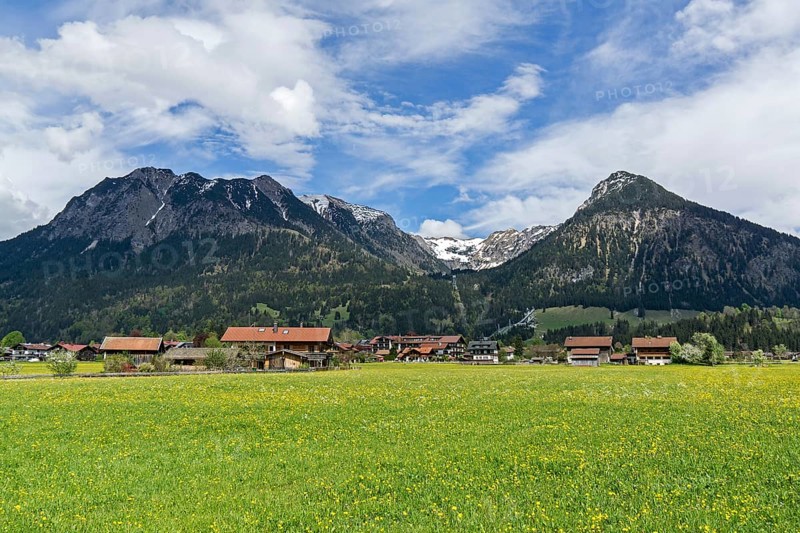 Common dandelion (Taraxacum), flowering dandelion field, Rubihorn and Gaisalphorn on the left, Schattenberg on the right, Oberstdorf, Allgaeu Alps, Oberallgaeu, Allgaeu, Bavaria, Germany, Europe