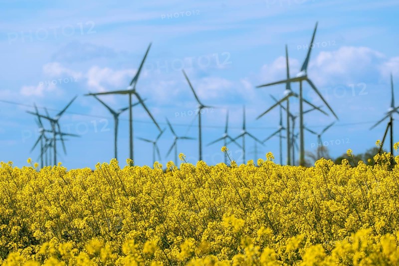 Wind turbines in the Luetetsburg wind farm behind a rape field on the North Sea coast, Hagermarsch, East Frisia, Lower Saxony, Germany, Europe