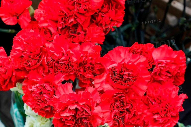 A group of bright red Carnations (Dianthus barbatus), in full bloom, flower sale, Central Station, Hamburg, Hanseatic City of Hamburg, Germany, Europe