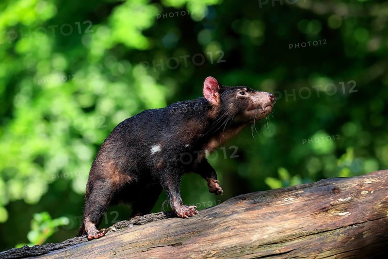 Tasmanian devil (Sarcophilus harrisii), adult, vigilant, on tree trunk, captive, Tasmania, Australia, Oceania
