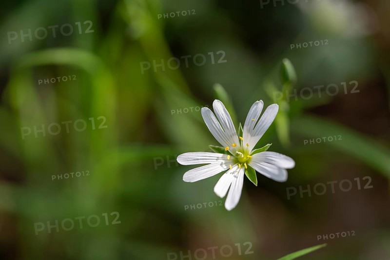Greater stitchwort (Rabelera holostea), true stitchwort, flower in the light of the sun, Velbert, North Rhine-Westphalia, Germany, Europe