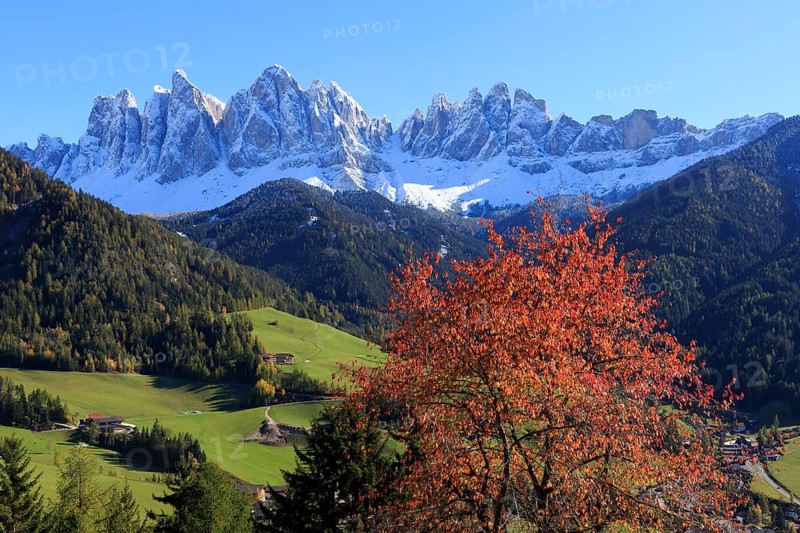 Sunny landscape with a village, autumn trees and snow-covered mountains, Italy, Trentino-Alto Adige, Alto Adige, Bolzano province, Dolomites, Santa Magdalena, St. Maddalena, Funes Valley, Odle, Puez-Geisler Nature Park in autumn, Europe