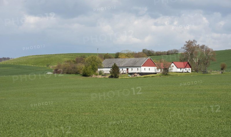 Farm surrounded by green fields in Skurup municipality, Scania, Sweden, Scandinavia, Europe