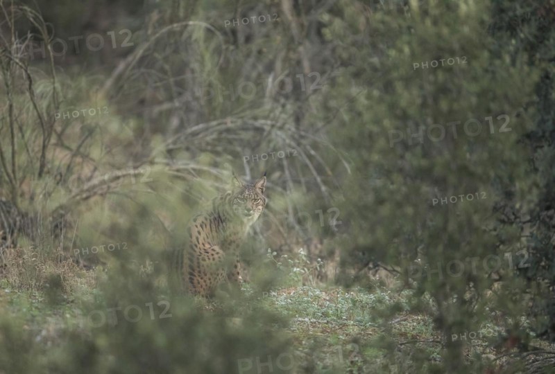 Pardell Lynx female, Iberian Lynx (Lynx pardinus), Extremadura, Castilla La Mancha, Spain, Europe
