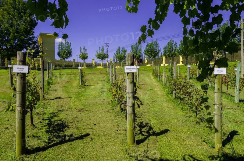 Bento Golcalves, Brasil, April 07, 2017: Luxury Winery, Vineyard of grapes in the Vale dos Vinhedos in Bento Goncalves, a gaucho wine
