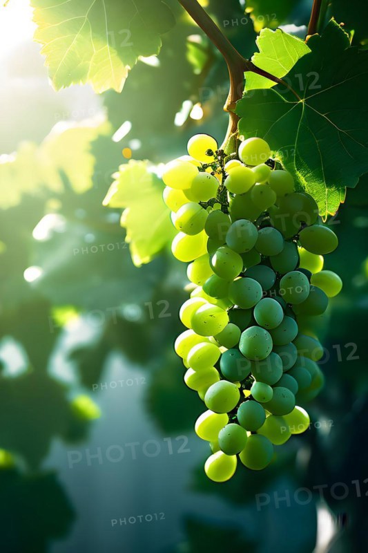 AI generated ripe grapes clinging to a vine sunlight dancing through the leaves accentuating their rich hues