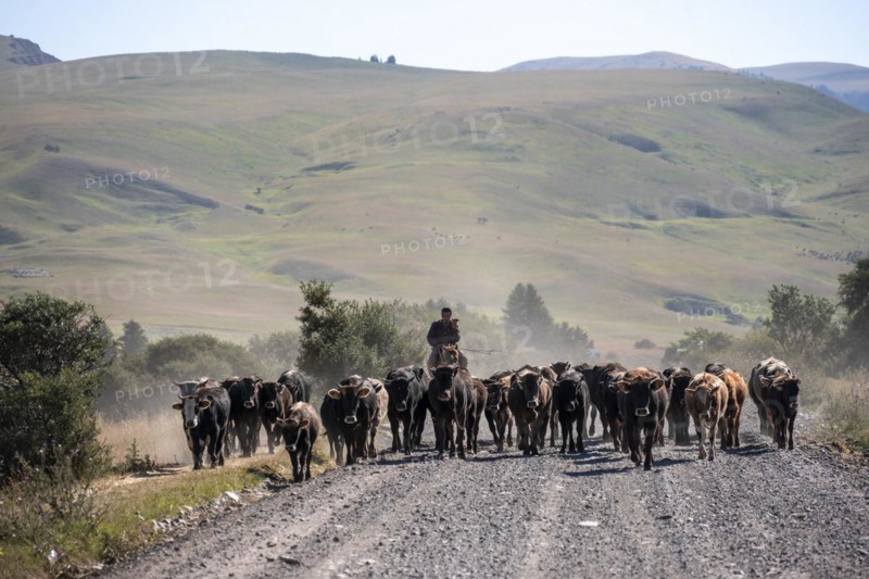 Riders driving a herd of cows on the road, Kyrgyzstan, Asia