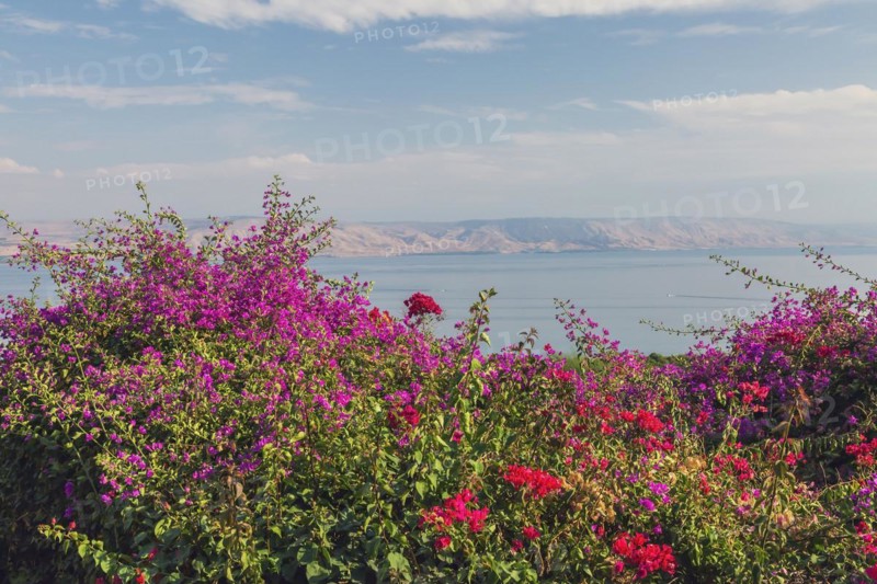Purple and red bougainvillea flowers in garden overlooking the Sea of Galilee and the Golan Heights at The Church of the Beatitudes, Mount of Beatitudes, Sea of Galilee region, Israel, Asia