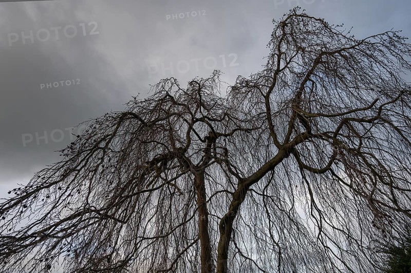 Silhouette of a leafless weeping willow (Salix babylonica) against a grey cloudy sky, Bavaria, Germany, Europe