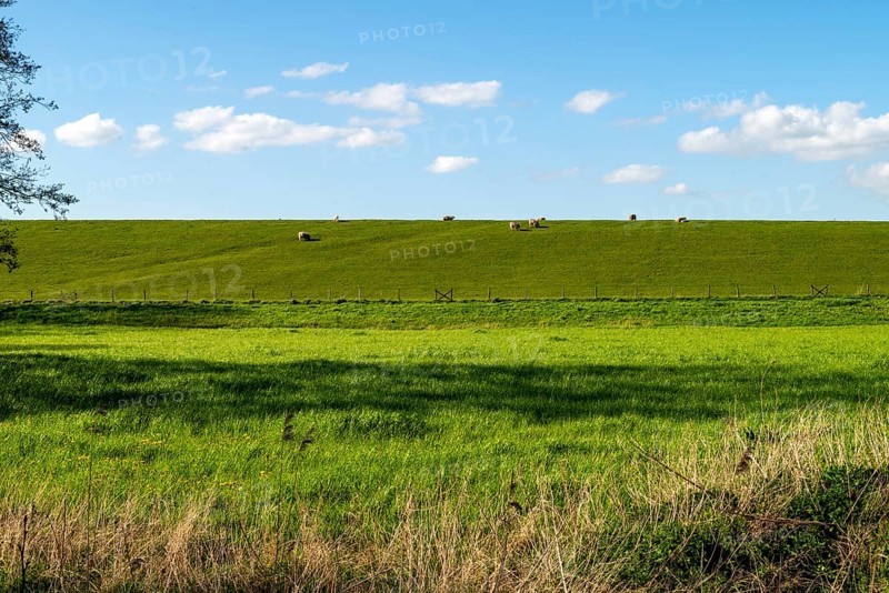 'Sheep on the dike to the Dollart, Pogum, municipality of Jemgum, district of Leer, Rheiderland, East Frisia, Lower Saxony, Germany, Europe