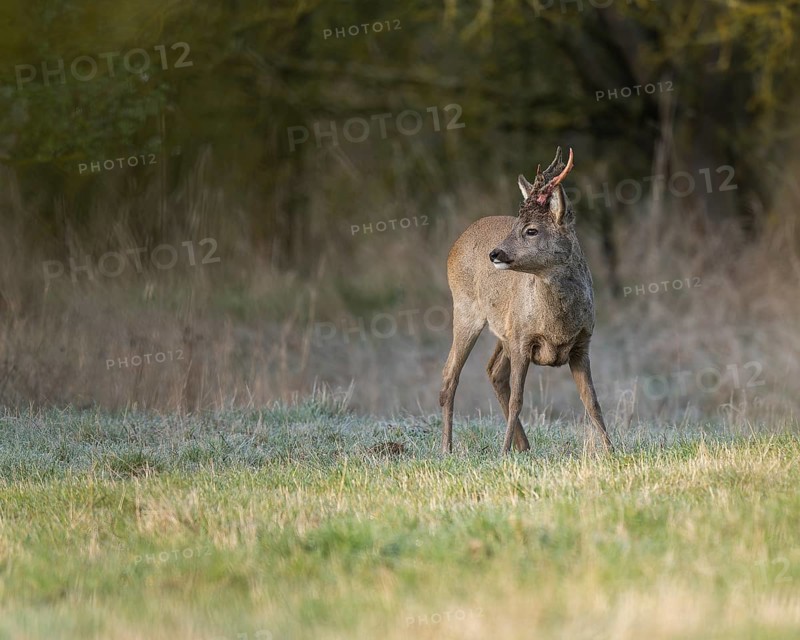 European roe deer (Capreolus capreolus), roebuck in winter coat, winter cover, one antler in the bast, one pole freshly swept still red from blood, no injury normal process, wildlife, Thuringia, Germany, Europe